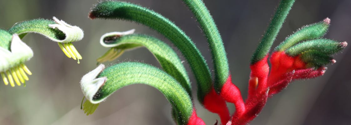 Close up of the anigozanthos manglesii flower.