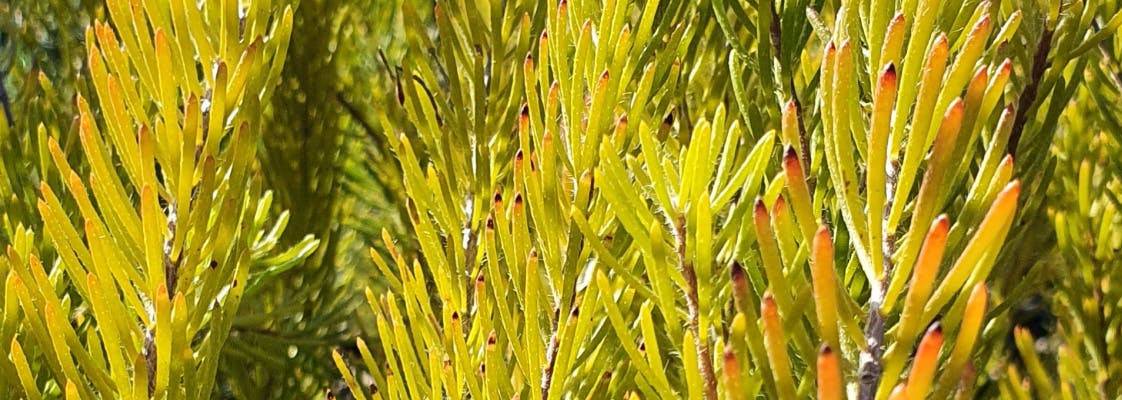 The stems and leaves of the alothamnus quadrifidus plant.