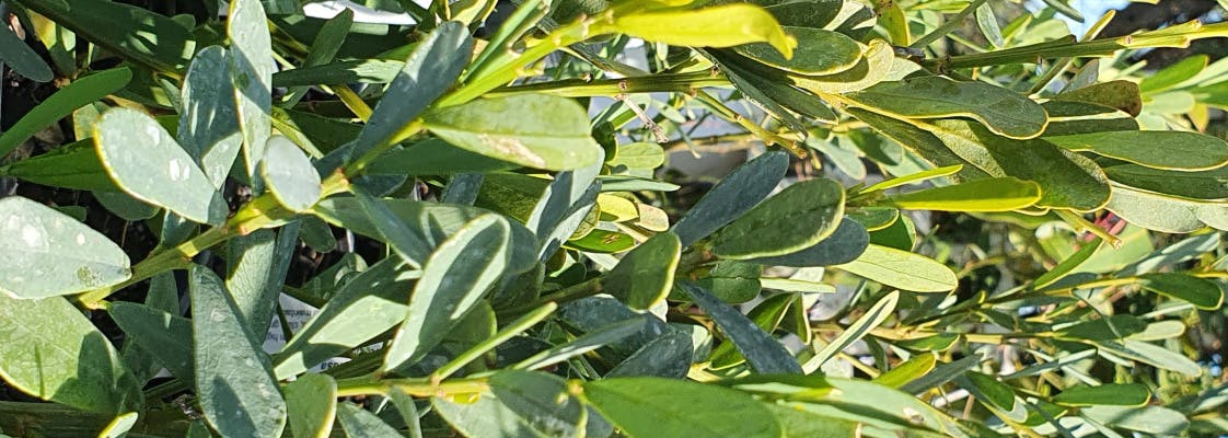 Close up image of templetonia retusa leaves