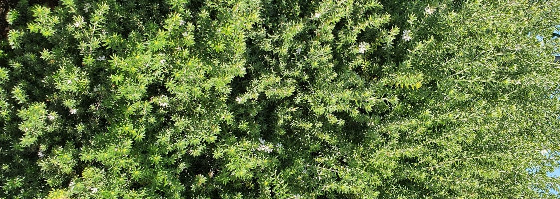 A westringia dampieri bush.