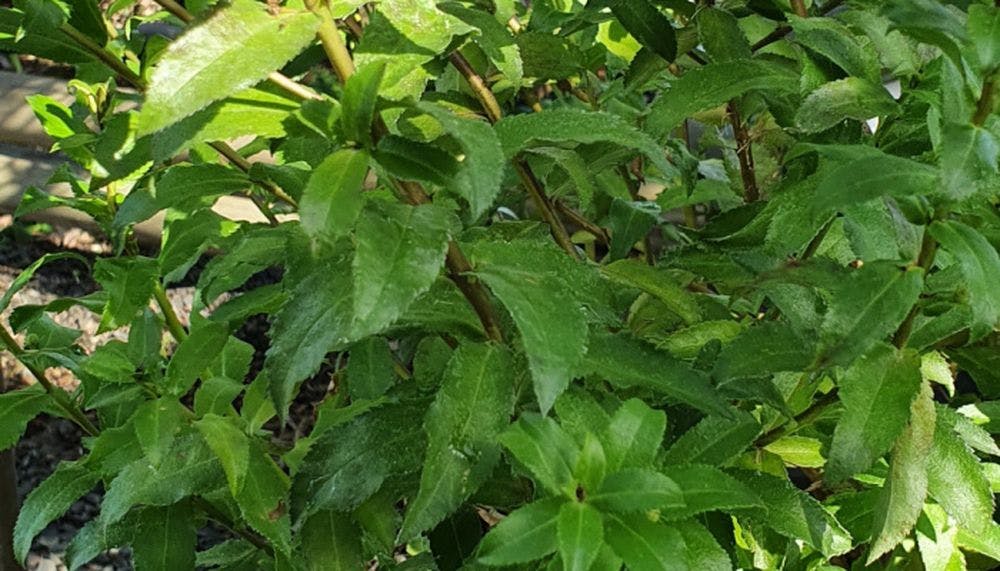 Lush green leaves of the myoporum oppositifolium