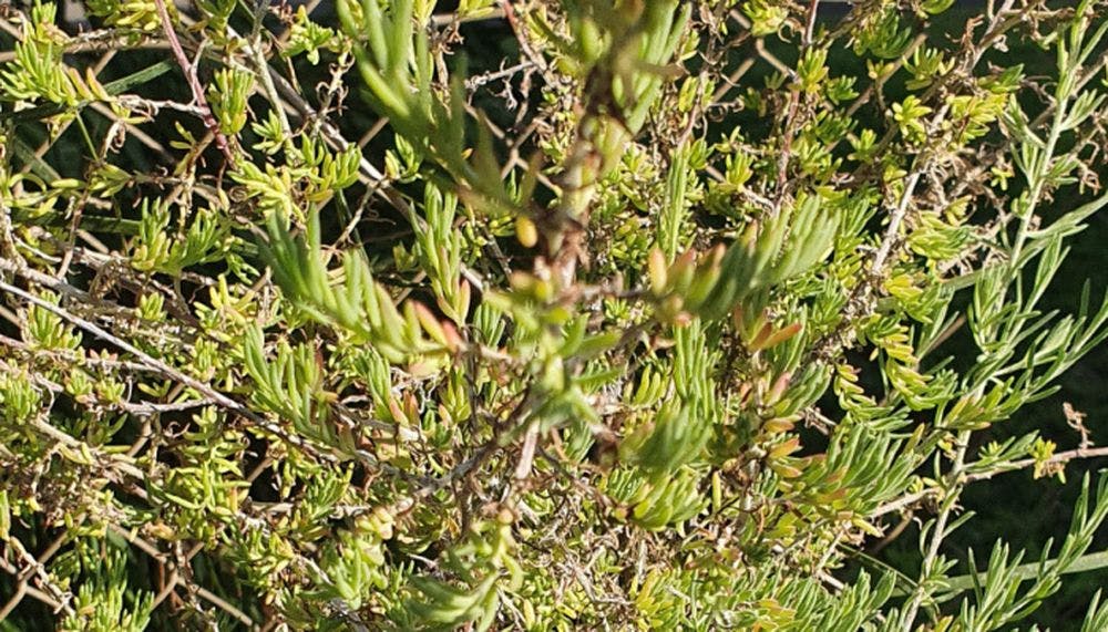 Enchylaena tomentosa bush