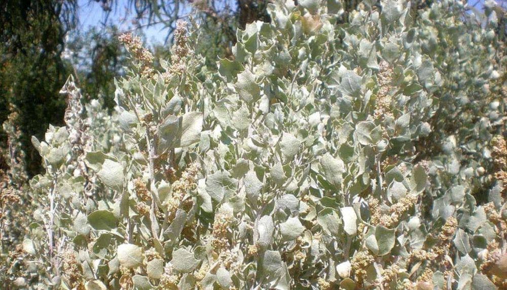 White leaves of the atriplex nummularia.