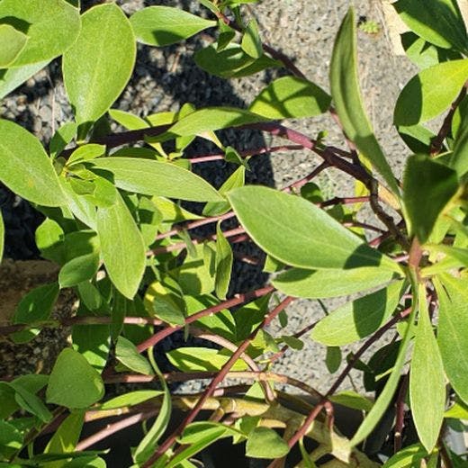 Leaves and branch of the myoporum insulare plant.