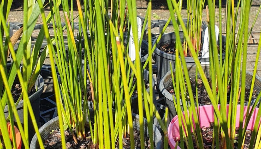 Multiple ficinia nodosa plants in pots with long light green stems