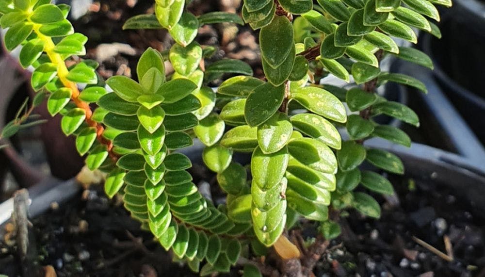 Small pimelea ferruginea magenta plant in pot.