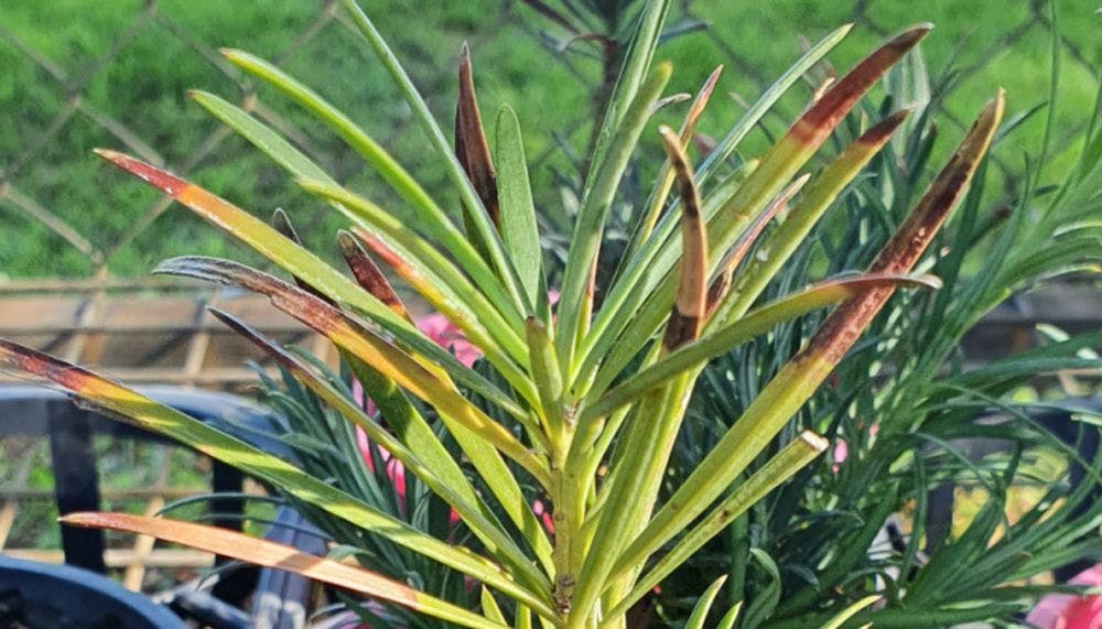Stalk and leaves of the podocarpus drouynianus plant.