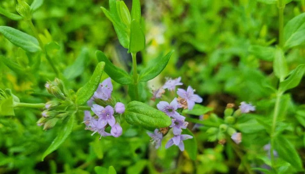 Small pale violet flowers between the lush green leaves of the mentha diemenica plant.