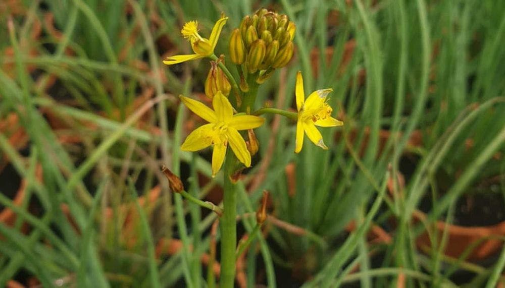 Small yellow flowers on a stem of bulbine bulbosa.