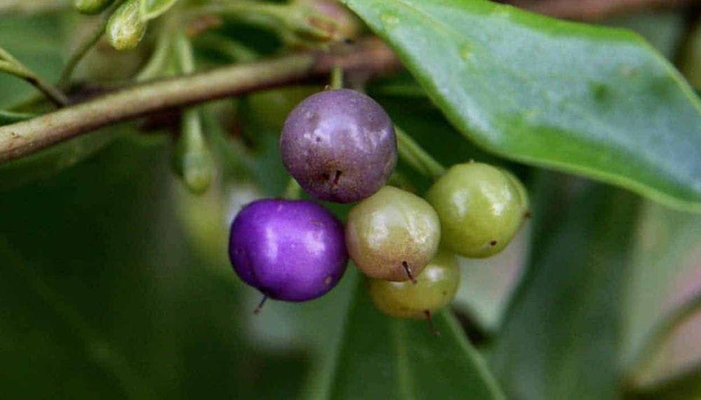 Bright purple and light green fruit of the myoporum insulare prostrate plant.