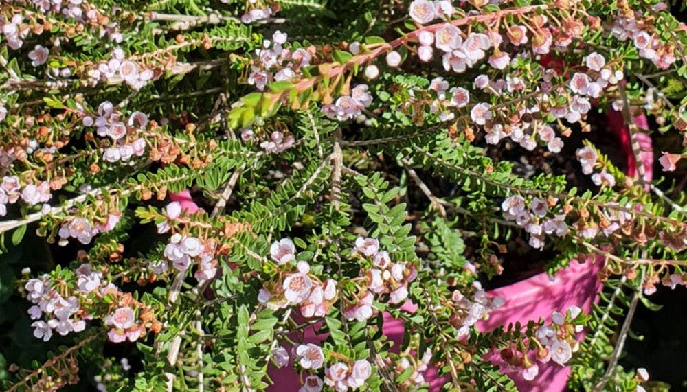 Stems small leaves and pink flowers of thryptomene saxicola