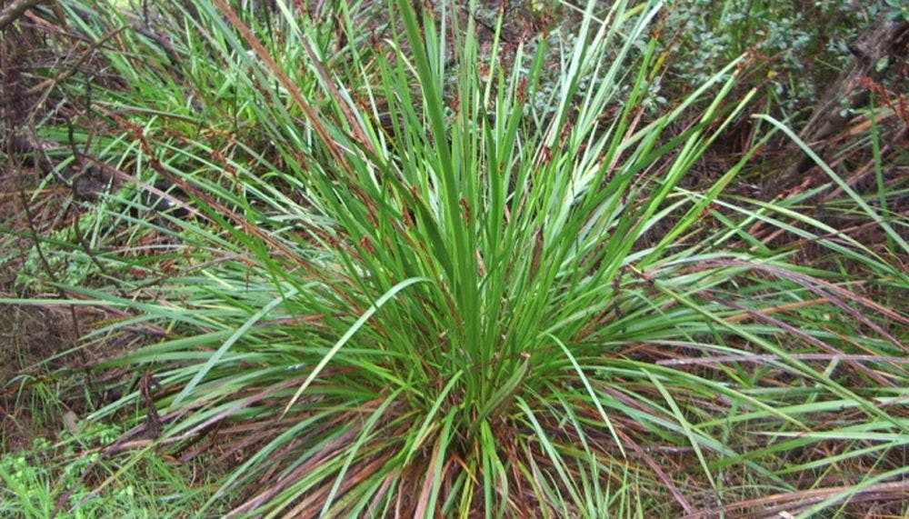 Small grass like shrub lepidosperma gladiatum.