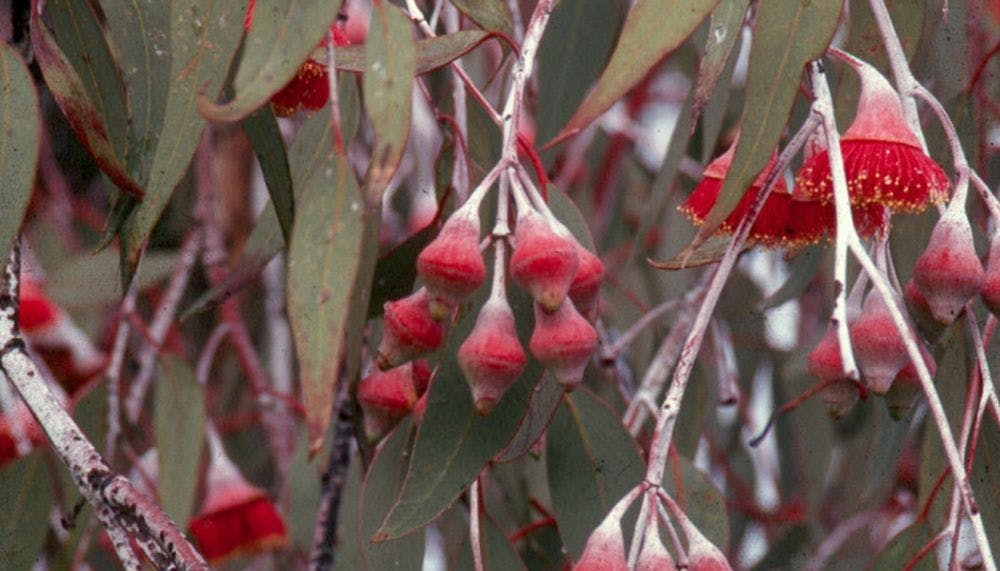 Eucalyptus caesia red flowers with yellow tips of the stamens.