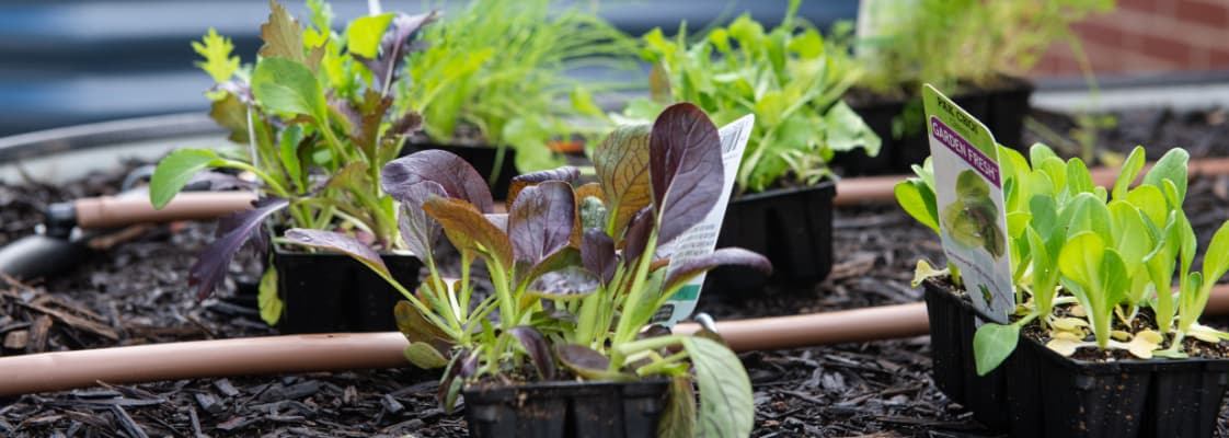 Picture of small vegetable plans in trays ready to be planted, drip irrigation is visible between them.