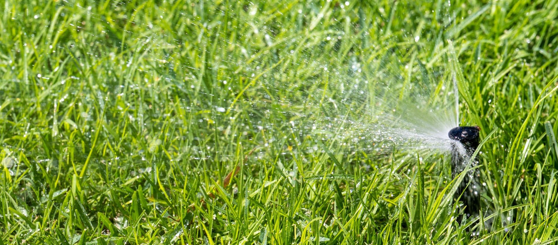 Sprinkler watering grass