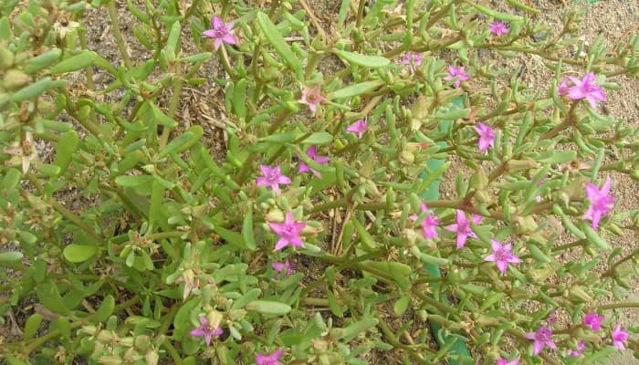 Leaves and flowers of the sesuvium portulacastrum plant.