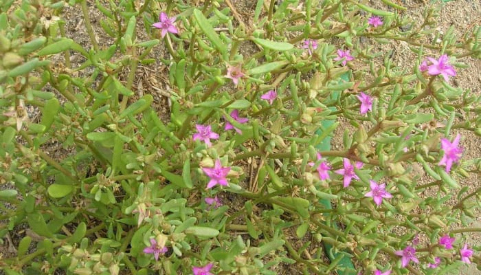 Leaves and flowers of the sesuvium portulacastrum plant.