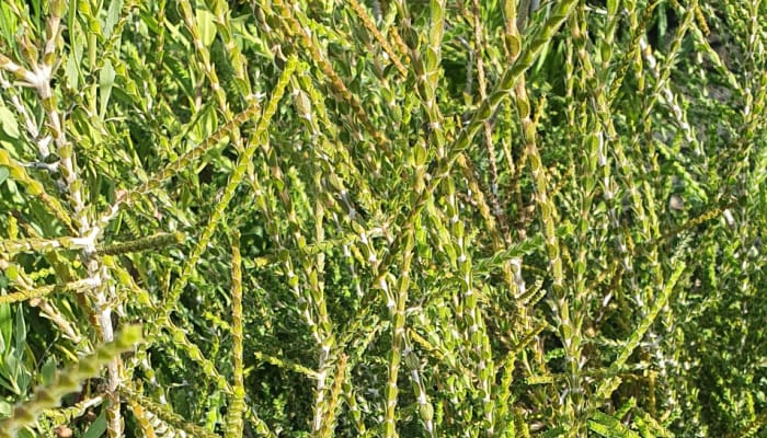 Stems and leaves of the regelia inops plant.