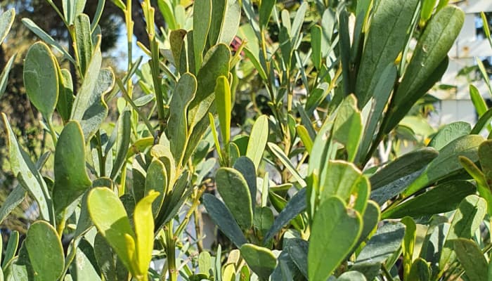 Leaves of the templetonia retusa plant.