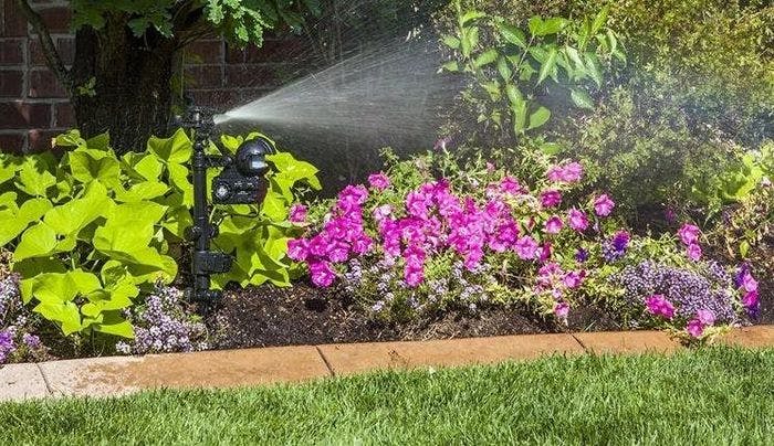 Sprinkler watering garden bed with magenta flowers.